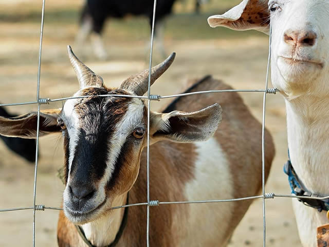 upfiles/cattle-fence/cattle-fence-8.jpg